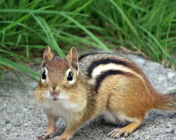 野生のシマリス